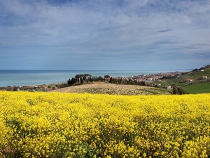 panoramica-verso-nord-della-riserva-del-borsacchio-sul-mare